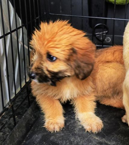 E-174-4 (27-11-2019) Paredes de Nava