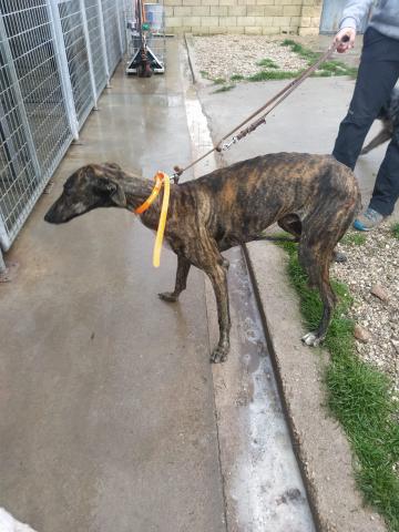 E-183 (11-12-2019) Dueñas