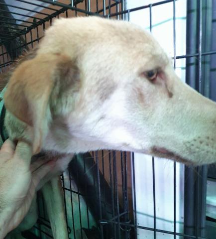 E-185 (31-12-2019) Saldaña