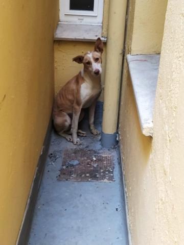 E-186 (08-01-2020) Dueñas