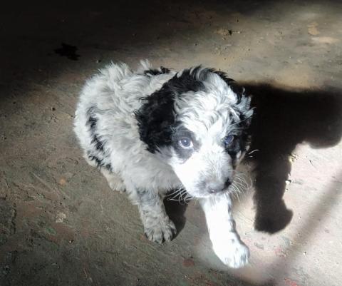 E-187 (08-01-2020) Herrera de Pisuerga