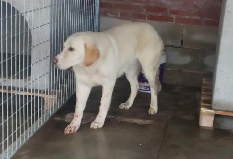 E-192 (28-01-2020) Robladillo de Ucieza