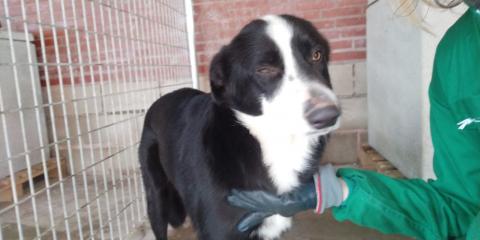 E-195-2 (07-02-2020) Aguilar de Campoo