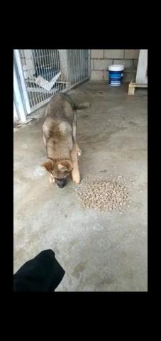 E-195-3 (07-02-2020) Aguilar de Campoo