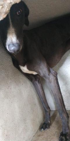 E-200 (13-02-2020) Fromista