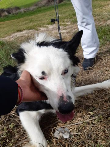 E-203 (11-03-2020) Ampudia