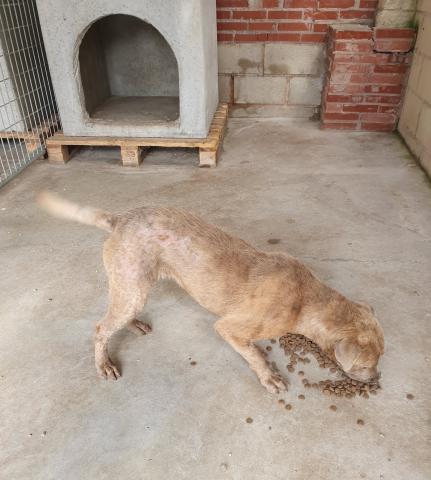 E-206 (03-06-2020) Itero de la Vega