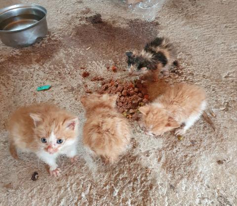 E-207 (03-06-2020 Autilla del Pino