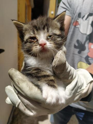 E-208-1 (5-06-2020) Fromista