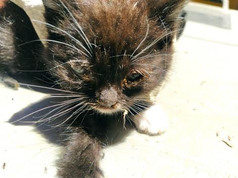 E-208-2 (5-06-2020) Fromista