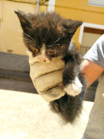 E-208-4 (5-06-2020) Fromista