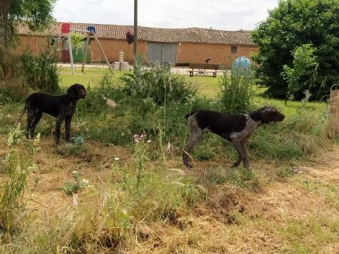 E-209 (05-06-2020) Herrera de Pisuerga