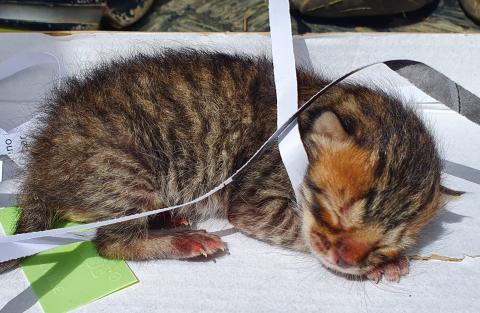 E-212 (16-06-2020) Paredes de Nava