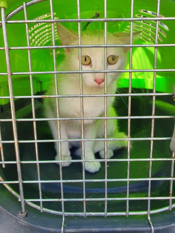 E-213-1 (26-06-2020) Aguilar de Campoo