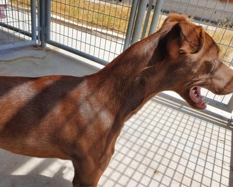 E-219 (16-07-2020) Dueñas