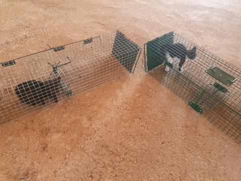 E-223 (23-07-2020) Carrion de los Condes