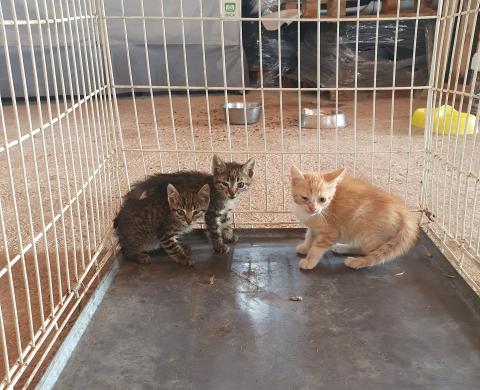 E_224 (23-07-2020) Villambroz