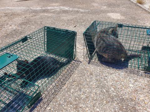 E-220 (22-07-2020) Carrión de los Condes