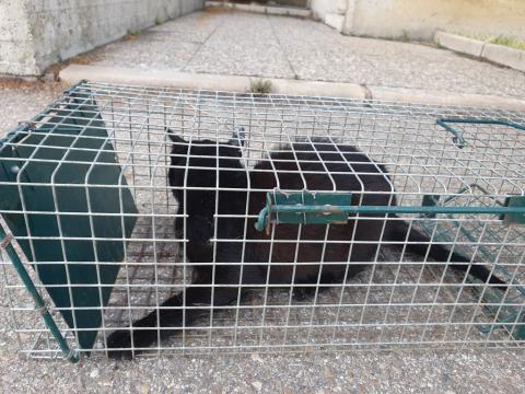 E-231 (30-07-2020) Carrión de los Condes