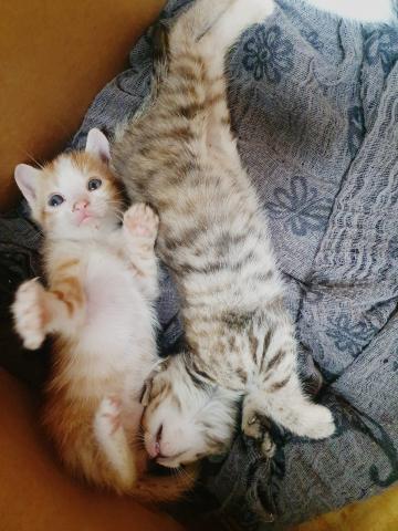 E-234 (31-07-2020) Baños de la Peña