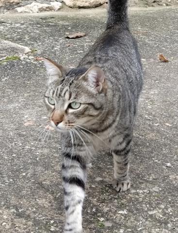 E-235 (31-07-2020) Aguilar de Campoo