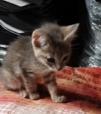 E-236 (01-08-2020) Barruelo de Santullan