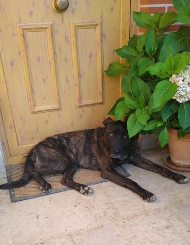 E-239 (11-08-2020) San Cebrián de Campos