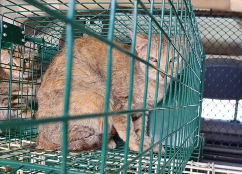 E-243-2 (14-08-2020) Aguilar de Campoo