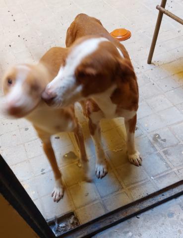 E-20P (04-11-2021) Dueñas