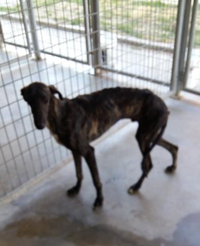 E-8P (28-09-2021) Castil de Vela.jpg