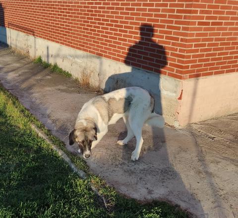 E-23P-3 (17-11-2021) Aguilar de Campoo