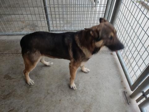 E-41P (07-02-2022) Aguilar de Campoo