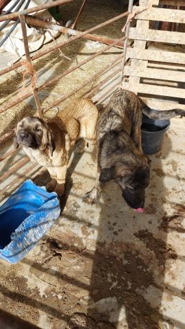 E-43P (23-02-2022) Castil de Vela