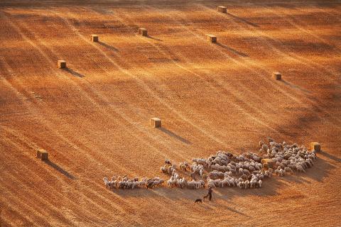 "Mar de paja" de Guillermo Quintanilla Benavente. Lugar Villamartín de Campos
