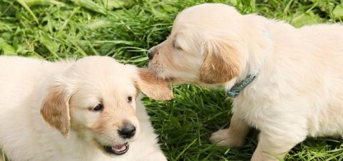 Recogida de animales abandonados.