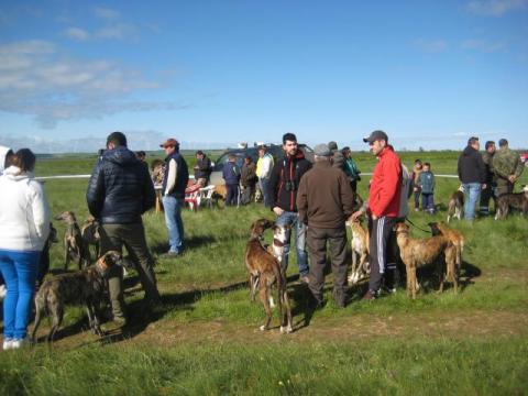 El torneo provincial de galgos se celebrará este domingo con participación de más de 130 perros.