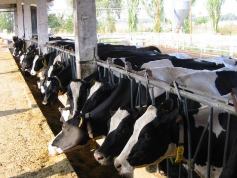 ganado vacuno de leche