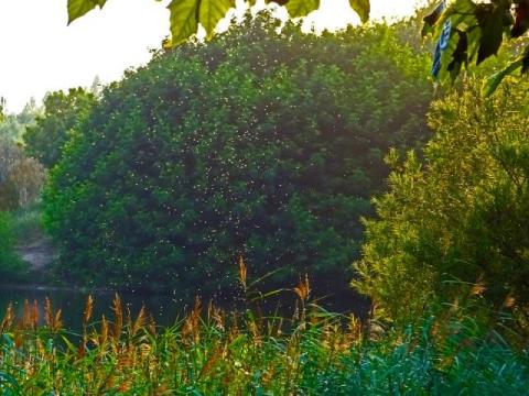 mosquitoes-555827_960_720