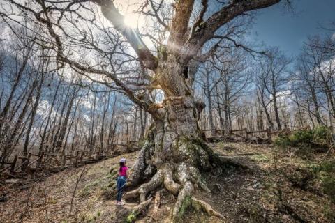 el_viejo_roble_-_ma._esther_rodriguez_escudero