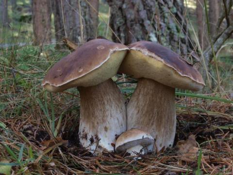 boletus_edulis_1.jpg