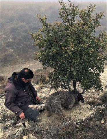 Recogida trufa con ayuda de un perro en El Cerrato