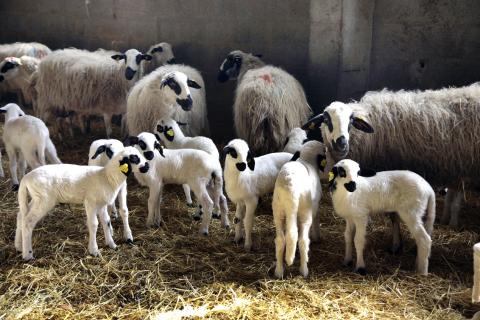 Ovejas Tablares (2).JPG