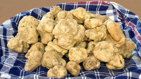 Turma o trufa blanca.jpg