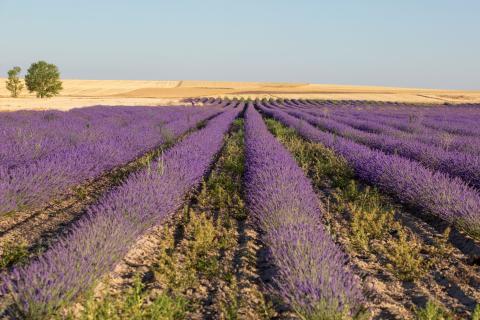 campo lavanda