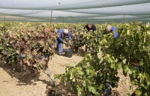 Vendimia. apoyo sector enológico