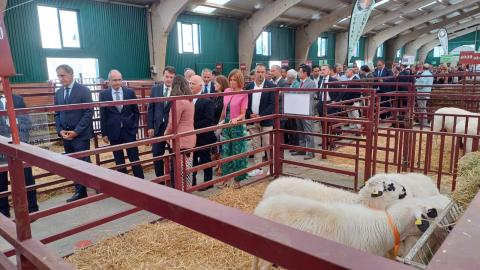 ejemplares de churro palentino en la feria