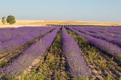 campos de lavanda en la provincia