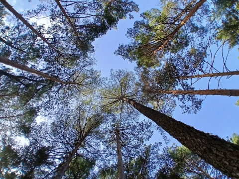 La actuación se lleva a cabo en el marco del Bosque Modelo.
