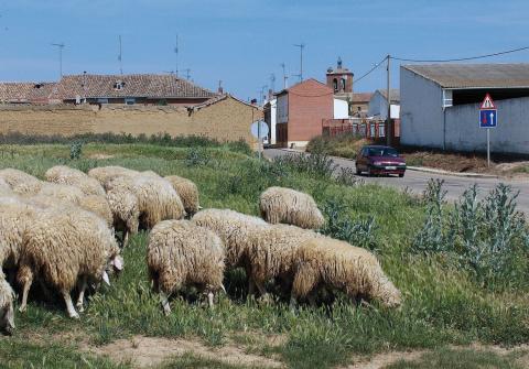 Ovejas en Revenga de Campos.jpg